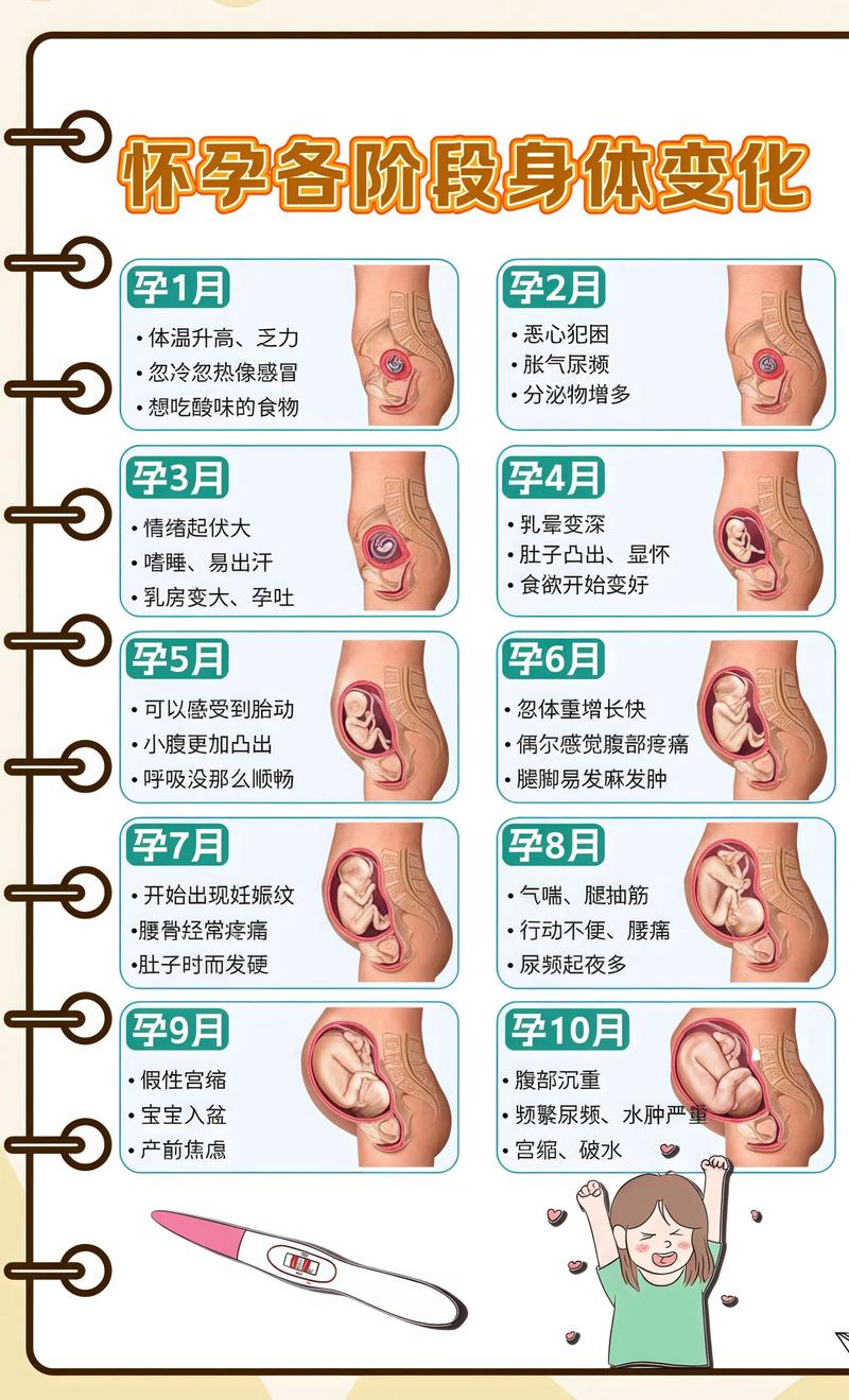 揭秘供卵代孕妈妈怀孕小腹分两节，孕期变化的奥秘黄冈代生机构: